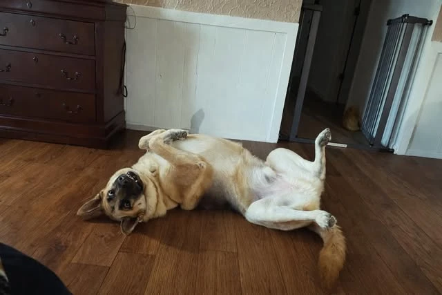 Tommy relaxing on his back at home