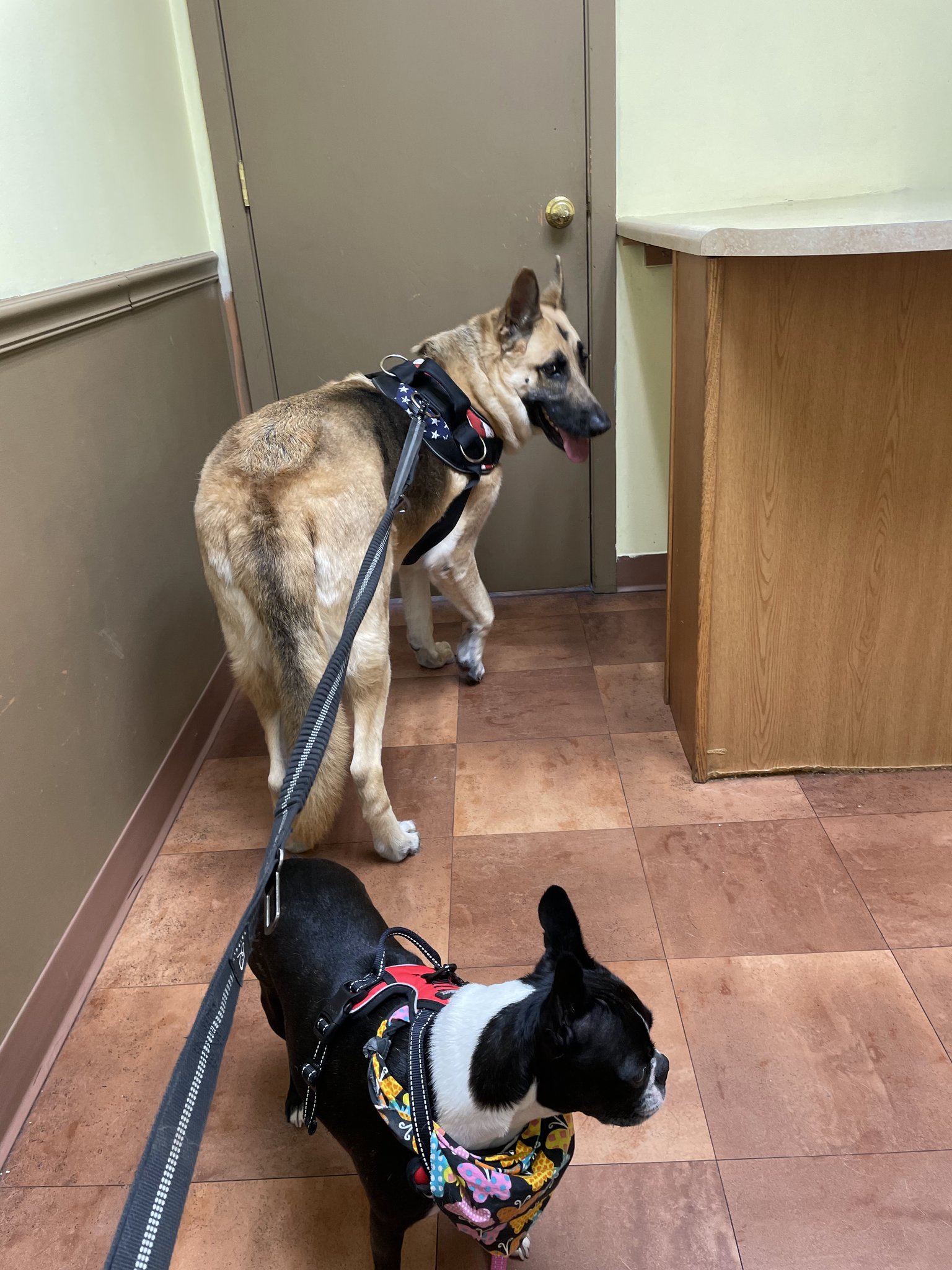 Tommy and Bon Bon together, both wearing harnesses and leashes